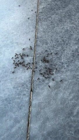 This is a close-up, top-down view of a group of ants moving on a tiled floor. The floor is gray and appears to be marble or a similar material, with visible grout lines dividing the tiles. The ants are small, dark, and clustered together in two main groups, with some individuals scattered further away. They appear to be moving in a somewhat organized manner, possibly following a scent trail. The lighting is bright, suggesting an indoor or well-lit outdoor environment. No people are visible in the video. The focus remains on the ants and their movement across the floor.