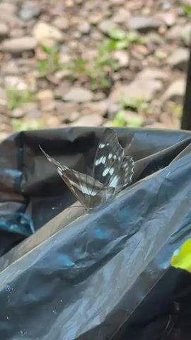 A butterfly with brown and white markings rests on a black plastic bag. The background is out of focus and appears to be a natural environment with rocks and greenery. The butterfly's wings are partially open, revealing intricate patterns.