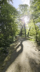 Morning walk through Munich park with dog captured