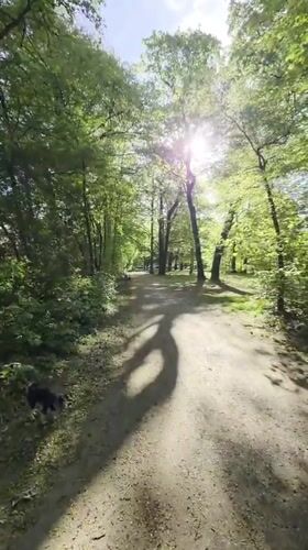 Morning walk through Munich park with dog captured