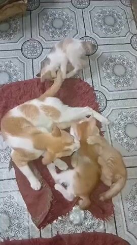 A kitten is seen from above grooming another kitten. Two adult cats are lying down with a kitten between them. A fourth kitten is walking away from the group. The animals are on a rug on a tile floor.