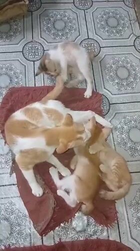Cats, kittens, and a quiet night in at home