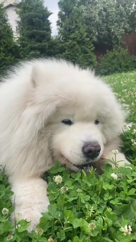 Samoyed on a morning walk through a flowering green space