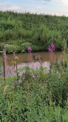 The video captures a murky body of water surrounded by lush green vegetation. Tall, slender plants with pinkish-purple flowers are prominent in the foreground, framing the view of the water. On the left side of the water, a large, umbrella-shaped white flower cluster can be seen, along with a weathered wooden post. In the middle of the water, a dark object, possibly a log or debris, floats on the surface. The water itself appears brown and still, with some ripples suggesting movement. The background is filled with dense green foliage, with a slightly lighter sky visible at the very top. The overall impression is of a natural, overgrown environment.