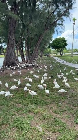 This media file depicts a large gathering of white ibis and seagulls on a grassy area near a body of water, likely a park or waterfront. The birds are scattered across the lawn, with some in the foreground and many more in the background. The scene is set under a bright, partly cloudy sky, suggesting it's daytime. Tall trees with dense foliage line the left side of the frame, casting shadows on the ground. A paved pathway runs through the scene, with a few birds walking along it. In the distance, a few vehicles are visible, indicating a road or parking area nearby. The overall atmosphere is peaceful, with the focus primarily on the abundance of birds in their natural habitat. There is no visible text in the media file.