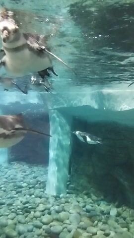 The video shows several penguins swimming underwater. The water is clear and blue, with sunlight filtering through from above. The bottom of the pool is covered with smooth, gray pebbles. The penguins are black and white, with long, slender beaks. They are swimming gracefully through the water, flapping their wings and using their webbed feet to propel themselves forward. One penguin is swimming towards the camera, while others are swimming in the background. The camera is positioned underwater, giving the viewer a unique perspective on the penguins' aquatic environment.