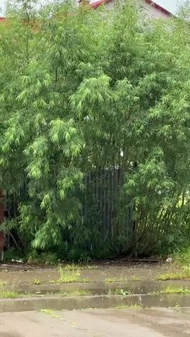 The video shows a dense thicket of bamboo with a light rain falling. The bamboo is green and lush, with many thin stalks and long, narrow leaves. The ground in front of the bamboo is wet and reflective, with puddles of water visible. The rain is falling in a visible pattern, with individual drops creating ripples on the puddles. The scene is outdoors, and the background shows a portion of a red-tiled roof and a weathered fence.