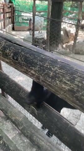 A black goat with horns is visible behind a wooden fence. The goat is looking to the left and appears to be eating something. In the background, another goat, white and brown, is visible near a structure. Trees and foliage are present in the environment.