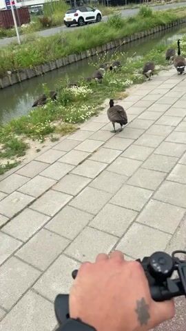 The media file shows a first-person perspective of someone riding an electric scooter along a paved pathway next to a canal in Maasdijk, Netherlands. The time of day appears to be daytime, possibly late morning or early afternoon, with overcast or cloudy weather. 

The main subjects are a group of Canada geese walking and grazing on the grassy bank of the canal, and the rider's hand on the scooter's handlebars. One goose is prominent in the foreground, facing away from the camera. Several other geese are scattered along the canal bank, some foraging and others standing. 

The scene is a tranquil, outdoor environment. The canal has a stone-lined edge and is bordered by lush green grass and some small white flowers. Across the canal, there is more greenery and a road with a white car and a person on a scooter visible in the distance. 

There is no visible text in the media file. The overall mood is peaceful and observational, capturing a common urban wildlife encounter.
