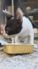 Black and white kitten eating from a metal food tray, Larnaca