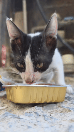 Black and white kitten eating from a metal food tray, Larnaca