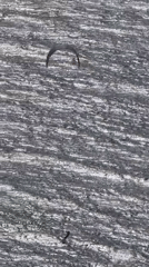 Kite surfer spotted on choppy waters