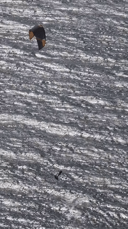 Kite surfer spotted on choppy waters