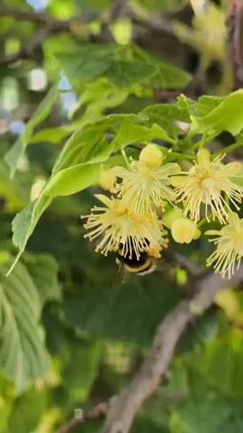 A close-up video shows a bumblebee collecting nectar from delicate, pale yellow flowers on a tree branch. The flowers have numerous thin, thread-like petals radiating outwards, with small yellow buds visible amongst them. The bumblebee, with its characteristic black and yellow stripes, is partially obscured by the petals as it probes the center of one of the blossoms. Lush green leaves form a soft background, slightly out of focus, and a darker tree branch is visible in the foreground and mid-ground. The overall impression is one of natural beauty and the activity of pollination.