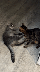 Cats and dog playing indoors, pancake cooking captured on video