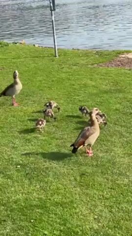 The scene features two adult Egyptian geese, one standing apart from the others, and several goslings foraging on a green lawn near the water’s edge. The goslings are smaller, with mottled brown and white down, pecking at the grass. A tall, grey metal post stands nearby. The video is shot in daylight, suggesting a sunny or partly sunny day.