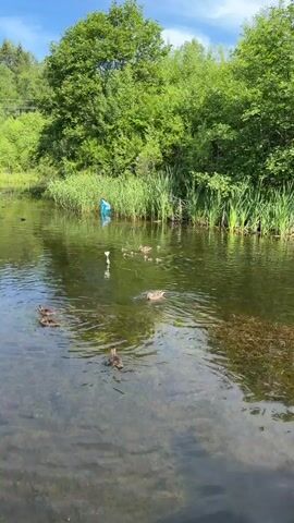 A flock of ducks swims in a body of water surrounded by lush green trees and reeds under a clear blue sky. In the background, a person in a blue garment can be seen near the reeds. The ducks, including some ducklings, are scattered across the water's surface, with some actively swimming and diving. One duck is in the process of diving into the water, creating ripples.