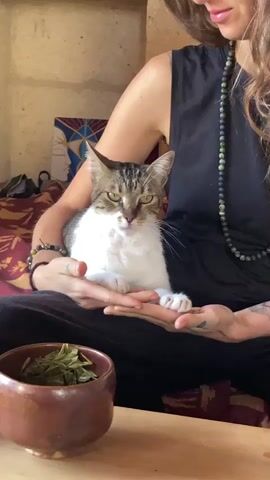 A medium shot captures a tabby and white cat nestled in the cupped hands of a person. The person, partially visible, wears a black top and a beaded necklace. The cat, with its front paws resting on the person's hands, looks directly at the camera with a neutral expression. In the foreground, a small, dark brown bowl filled with dried green leaves sits on a wooden surface. The background shows a wall with a framed artwork and a patterned textile. The lighting is soft and natural.