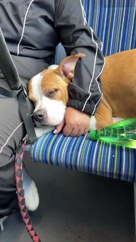 Here is a concise description of the video:

A brown and white dog is sleeping on a blue and yellow striped seat in what appears to be a public transportation vehicle. A person is seated next to the dog and cradles the dog's head in their hand. A leash is visible next to the dog. A green water bottle also sits on the seat next to the dog. The person is wearing a black track jacket with white trim. The lighting is moderate.