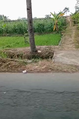 The video shows a rural scene, possibly a road with vegetation and fields. The camera appears to be moving, possibly from a vehicle. In the background, there are fields of crops, likely corn and rice paddies, with some trees and banana plants. There are also some structures, including what appears to be a small building with a tiled roof and some graffiti. The foreground shows a paved road and dry grass and other vegetation along the side of the road. There are no people or animals clearly visible in the video. The overall impression is one of a typical agricultural landscape in a tropical or subtropical region.