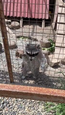 The video shows an outdoor enclosure for raccoons, likely in Timofeevka, Russia. Several raccoons are visible within a wire mesh fence, which has a wooden base. The ground inside the enclosure is covered with gravel, and various wooden logs or stumps are scattered around. In the background, a structure with a reddish corrugated metal roof can be seen. The weather appears sunny and clear.

Throughout the video, the raccoons are active and curious. They frequently stand up on their hind legs, often placing their front paws on the wire fence, as if interacting with someone or something outside the frame. At 0:00, one raccoon stands prominently at the fence. By 0:02, two raccoons are standing upright at the fence, looking outwards, while another is partially visible further inside the enclosure. Their movements suggest they might be looking for food or attention. No people are visible in the video.