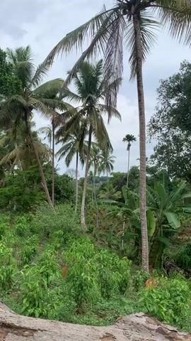 The video presents a verdant landscape filled with lush tropical vegetation. The scene is dominated by numerous tall coconut palm trees swaying gently under a slightly overcast sky. Beneath the palm trees, there is a dense undergrowth of green plants and foliage. The view is partially obstructed by a large, fallen log in the foreground. The overall impression is one of a serene and tropical environment.