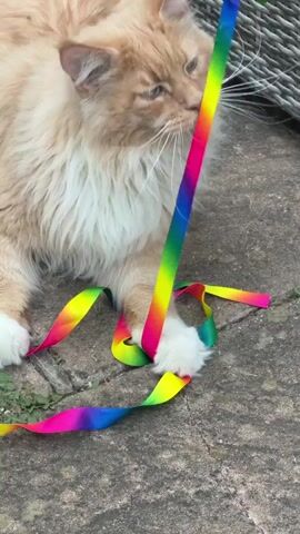 A fluffy, light-colored cat with white paws is lying on a paved surface, playing with a rainbow-colored ribbon. The cat's front paws are holding the ribbon as it bats at it with its right paw, which is extended toward the ribbon. The ribbon is looped and scattered around the cat. In the background, there is a wicker furniture piece. The lighting suggests an outdoor daytime setting.