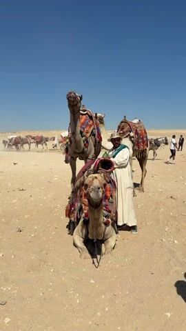 A man in traditional Egyptian attire, including a white robe and a wide-brimmed hat, stands in a desert landscape beside two camels. One camel is kneeling, while the other stands behind it. Both camels are adorned with colorful, tasseled saddles. The man is holding a green bottle and appears to be offering it to the standing camel, whose head is turned towards him. The ground is sandy, and the sky is a clear blue. In the background, more camels and people are visible, suggesting a tourist area. The sun is shining brightly.