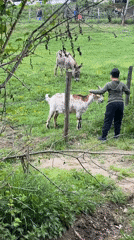 Child visits farm animals in French countryside
