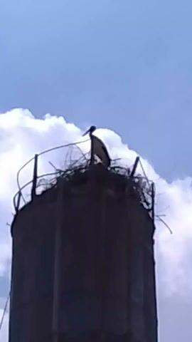 The video shows a tall, cylindrical structure with a stork standing on its nest at the top. The structure appears to be a water tower, and it is silhouetted against a blue sky with white clouds. The stork stands still on its nest. A metal railing partially surrounds the top of the structure. There is indistinct talking heard in the background.