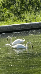 Moscow park afternoon: pond wildlife, sunshine, and a cafe stop