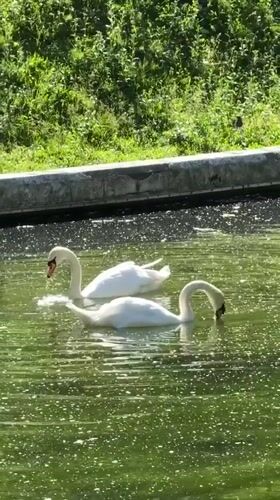 Moscow park afternoon: pond wildlife, sunshine, and a cafe stop