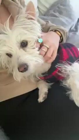 A woman wearing a tan sweatshirt and black leggings is sitting on a white couch holding a small, white dog. The dog is wearing a red and black plaid shirt. The woman is wearing several rings and a gold watch. The dog is looking at the camera.