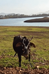 Cow spotted grazing in field near water in India