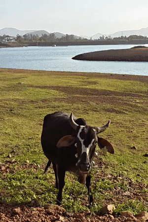 Cow spotted grazing in field near water in India