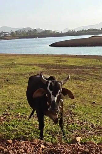Cow spotted grazing in field near water in India