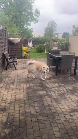 The video shows a dog in a backyard on a cloudy day. The dog is an Akita, with light tan and white fur. It is standing on a patio made of grey brick. There is a black bench to the left, and a black table with grey chairs to the right. Behind the patio is a green lawn, trees, and houses in the background. A clothespin line stretches between two houses in the distance. The dog barks and then looks around, sniffing the ground.
