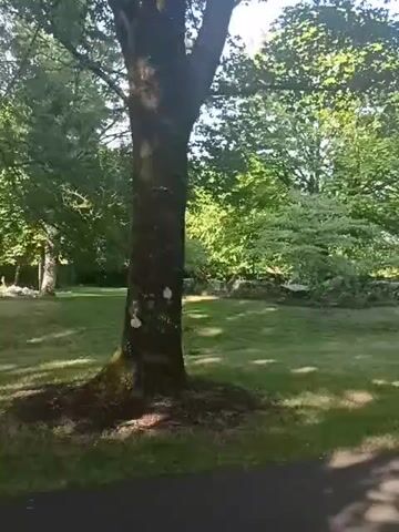 The video shows a tree in a park on a sunny day. The tree is in the foreground, and there is a path in front of it. In the background, there are more trees and a stone wall. The sun is shining through the leaves of the trees, creating dappled shadows on the ground.