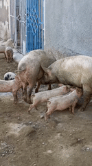 Pigs and piglets observed in informal Nairobi settlement area