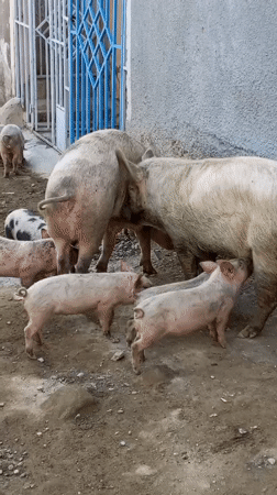 Pigs and piglets observed in informal Nairobi settlement area