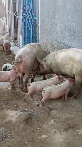 Pigs and piglets observed in informal Nairobi settlement area