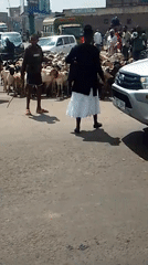 Livestock herd crosses busy Nairobi street during morning traffic