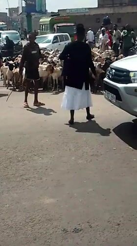 Livestock herd crosses busy Nairobi street during morning traffic