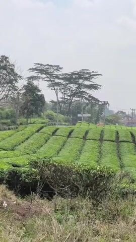 The video shows a rolling tea plantation under a hazy sky. The tea plants are neatly manicured, forming lush green rows that follow the contours of the hills. In the background, several tall trees with distinctive flat-topped canopies stand out against the sky, along with utility poles and some distant buildings. A road winds through the plantation, and a few people are visible on it, seemingly riding on bicycles or motorcycles. The foreground is occupied by wild grass and bushes. The overall impression is one of a scenic rural landscape.