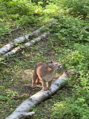 A cougar stands on a fallen log in a wooded area. The cougar is a tawny brown color with lighter fur on its chest and face. Its ears are alert and its gaze is directed upwards and to the right. The cougar is positioned in the center of the frame, with its body facing slightly to the left.

The setting is a forest floor covered in green foliage and scattered with fallen branches and logs, some of which appear to be birch. The sunlight filters through the leaves, creating dappled patterns on the ground. The overall impression is of a wild, natural environment.

The activity appears to be the cougar pausing and observing its surroundings. The time of day seems to be daytime due to the sunlight. There is no visible text in the media file. The cougar's expression is alert and curious, with no immediate indication of fear or aggression. The location context of Klemyatino, Russia, suggests a natural habitat for such a large feline.