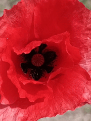 Spring flora and wildlife documented in 23-minute observation period