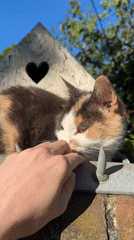 Amsterdam resident documents afternoon walk, befriends cat in birdhouse