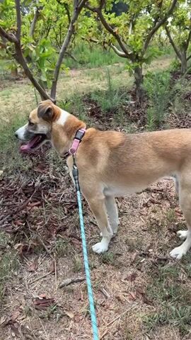 A light brown and white dog stands on a leash in an outdoor setting with trees and vegetation. The dog is facing left, with its tongue hanging out. The leash is light blue. The ground is covered in dry leaves and grass.