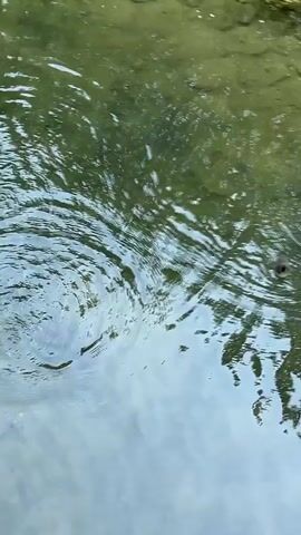The video shows a close-up view of a body of water. Several small, dark objects, which appear to be birds, are visible on the surface of the water. One bird at the center of the frame is actively swimming and dipping its head underwater. The water is somewhat murky with ripples and reflections of the surrounding environment, suggesting it might be a pond or stream.