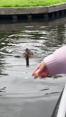 A duck is swimming in water, moving towards the left side of the frame. A person's hand, with light-colored fingernails and wearing a pale pink sleeve, is visible on the right side of the frame, extended towards the duck. A small piece of light-colored food is floating on the water near the duck. The water appears murky and rippling. In the background, there is a raised structure that looks like a canal wall or edge, with green grass on top. The camera is positioned low, close to the water's surface, possibly from a boat. The duck is foraging in the water.
